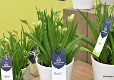 De Ostuni van Van den Bos geeft erg veel witte bloemen. Nu staan er nog weinig knoppen open maar het is goed te zien hoeveel knoppen er nu al zijn.